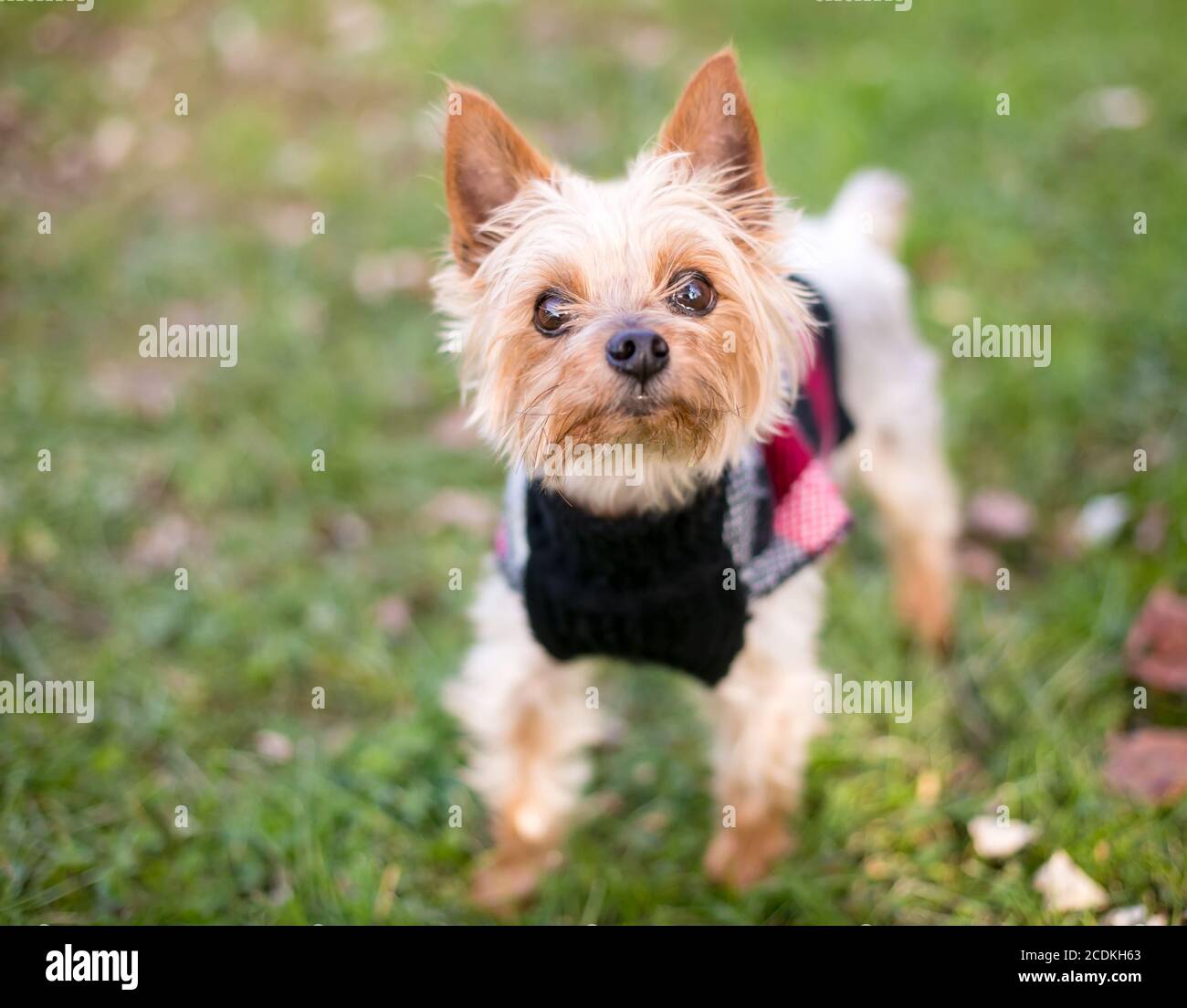 Un cane di razza mista Yorkshire Terrier in piedi all'aperto e indossare un maglione Foto Stock