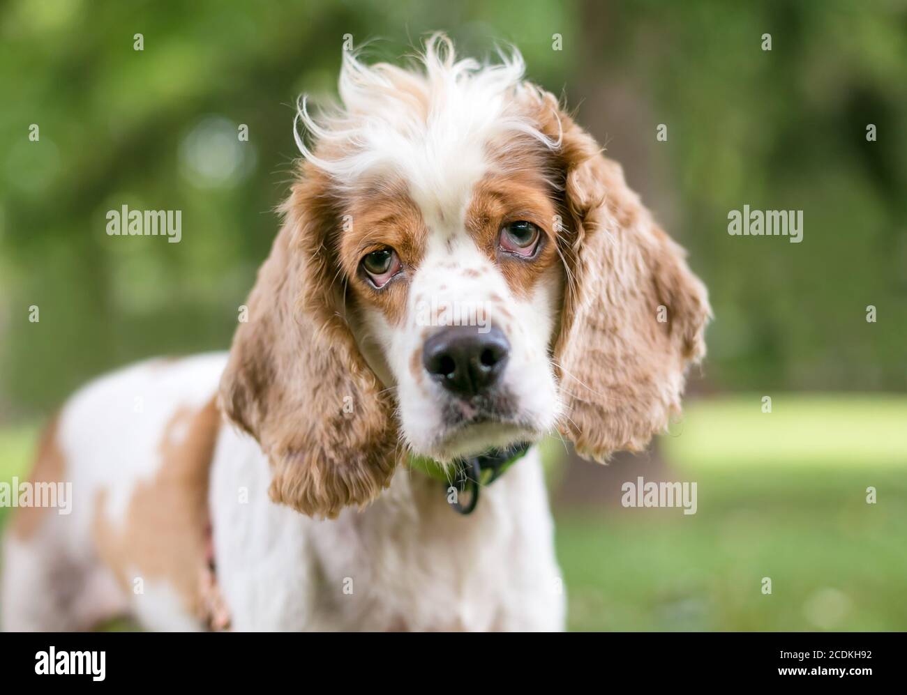 Un cane di razza mista Cocker Spaniel con ectropion o drooping palpebre Foto Stock