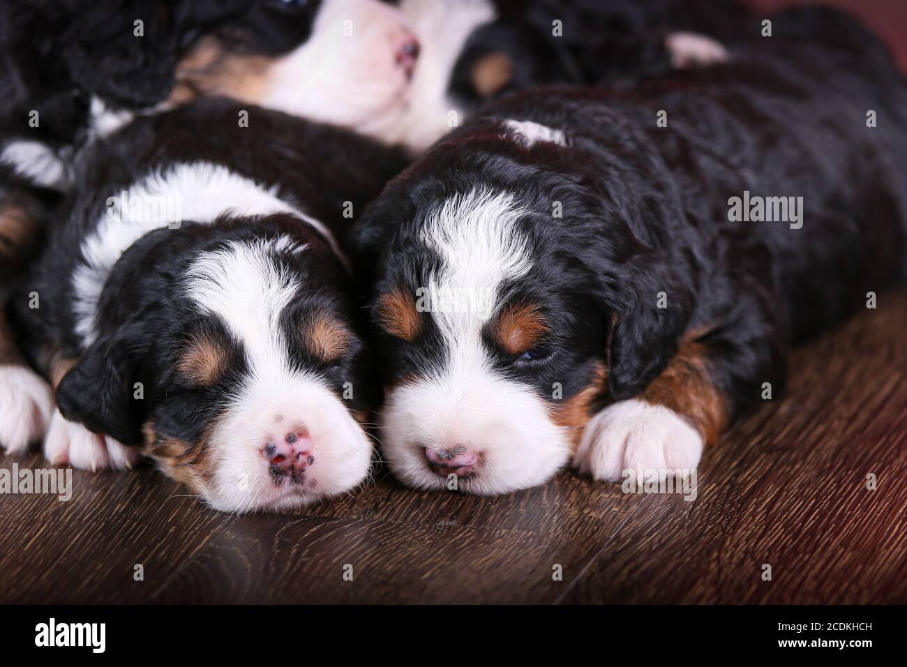 F1 Tri-colored Puppies in miniatura Bernedoodle dormono su un pavimento di legno duro Foto Stock