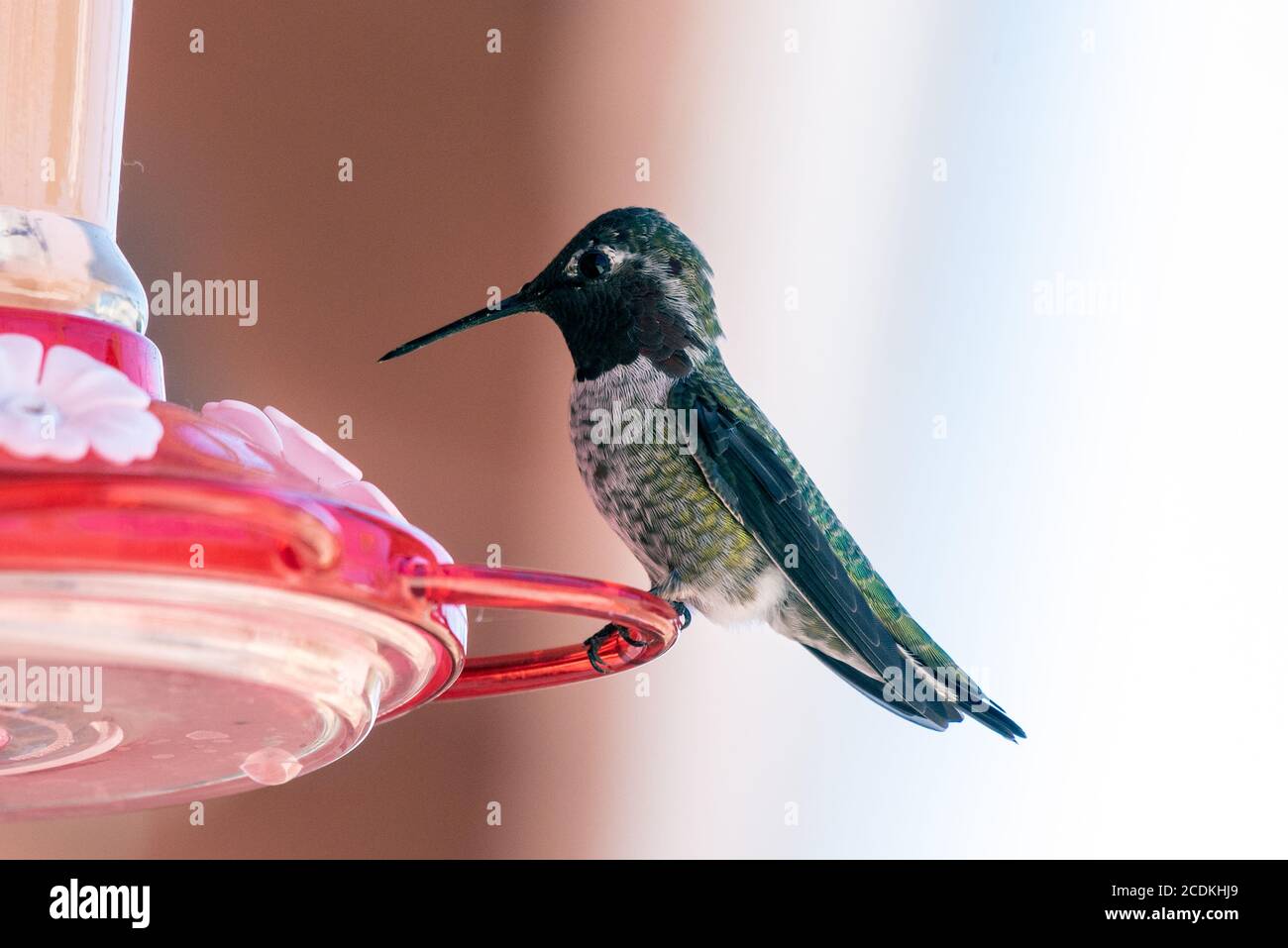 Adorabile Rufus Hummingbird arroccato su un alimentatore cortile pieno di nettare con becco inclinato verso il basso, mentre rimane allerta. Foto Stock