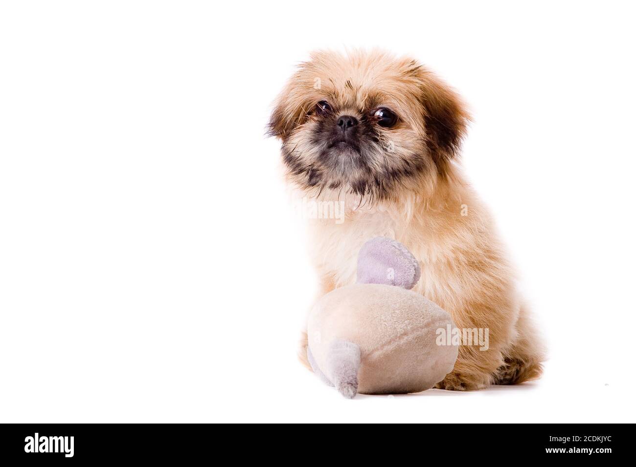 Il cane pekingese vuole giocare Foto Stock