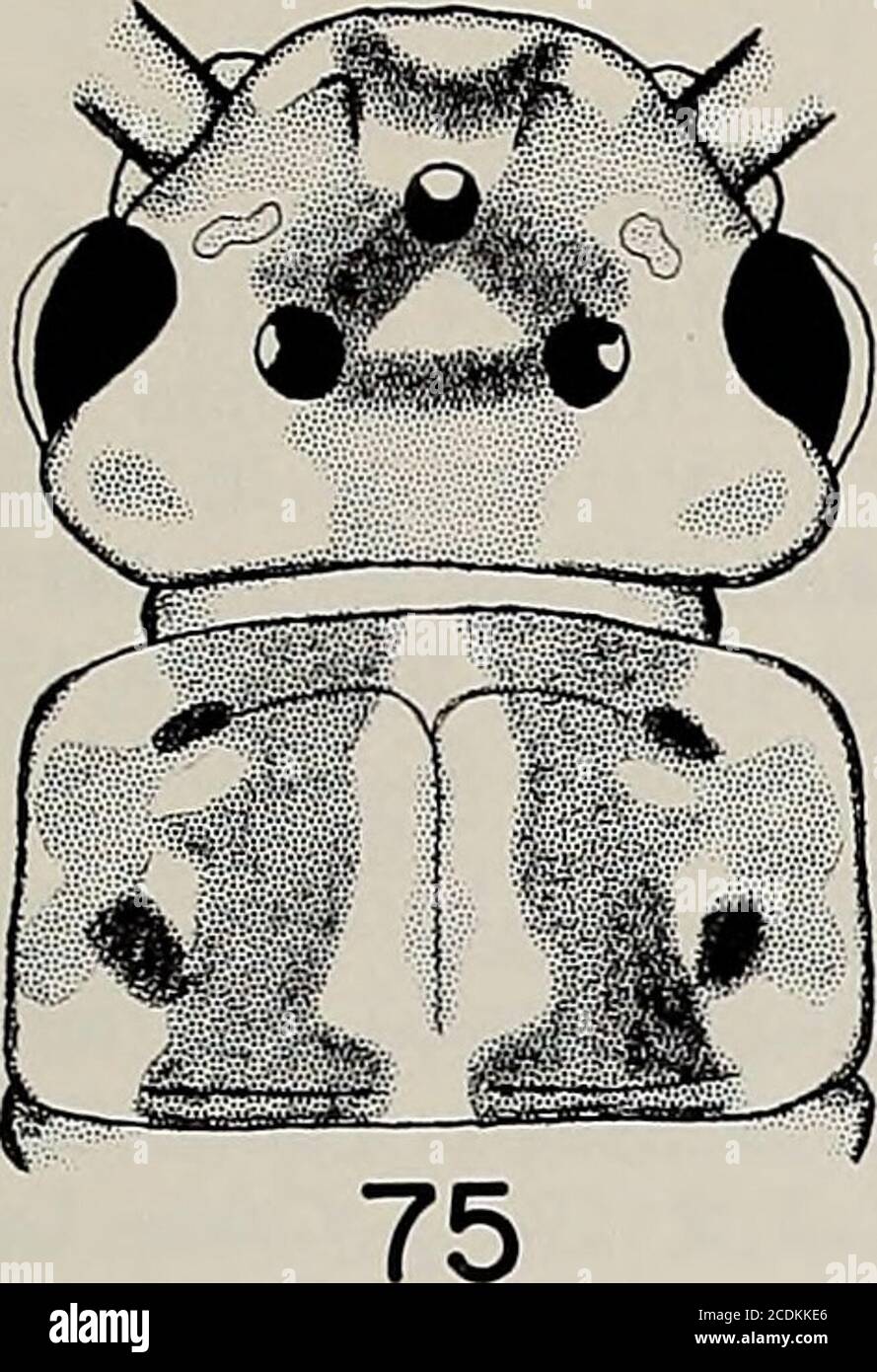 . Memorie della American Entomological Society . k brownand pigmentazione gialla; margine frangiato con brevi setae, angoli lunghi occasionali setaenear; angoli moderatamente arrotondati (Fig. 77). Terga addominale con 3 strisce longitudinali, 2 laterali e una mesale, e 8 righe di strisce longitudinali, 2 mesali e 3 ciascuno lateralmente. Femora, tibiae e tarsi con frange dorsali di peli fini lunghi; fascia marrone scuro sul femore prima dell'apice e sulle tibiae vicino alla prossimale. Posteriormargin di segmenti di cereali con whorl di peli piccoli e stout; un lungo margine dorsale dal primo segmento, un lungo ventrale h Foto Stock