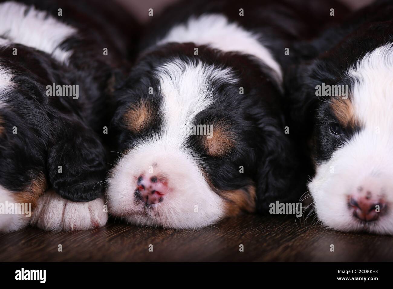F1 Tri-colored Puppies Bernedoodle in miniatura che dormono in fila un pavimento di legno duro Foto Stock