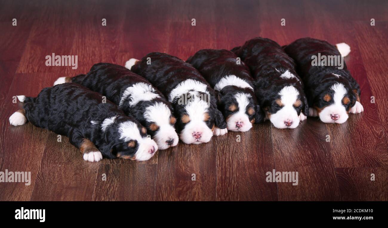 F1 Tri-colored Puppies Bernedoodle in miniatura che dormono in fila un pavimento di legno duro Foto Stock