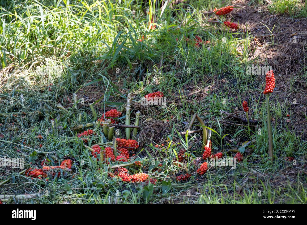 Selvatico Arum italiano fruttato nella campagna italiana Foto Stock