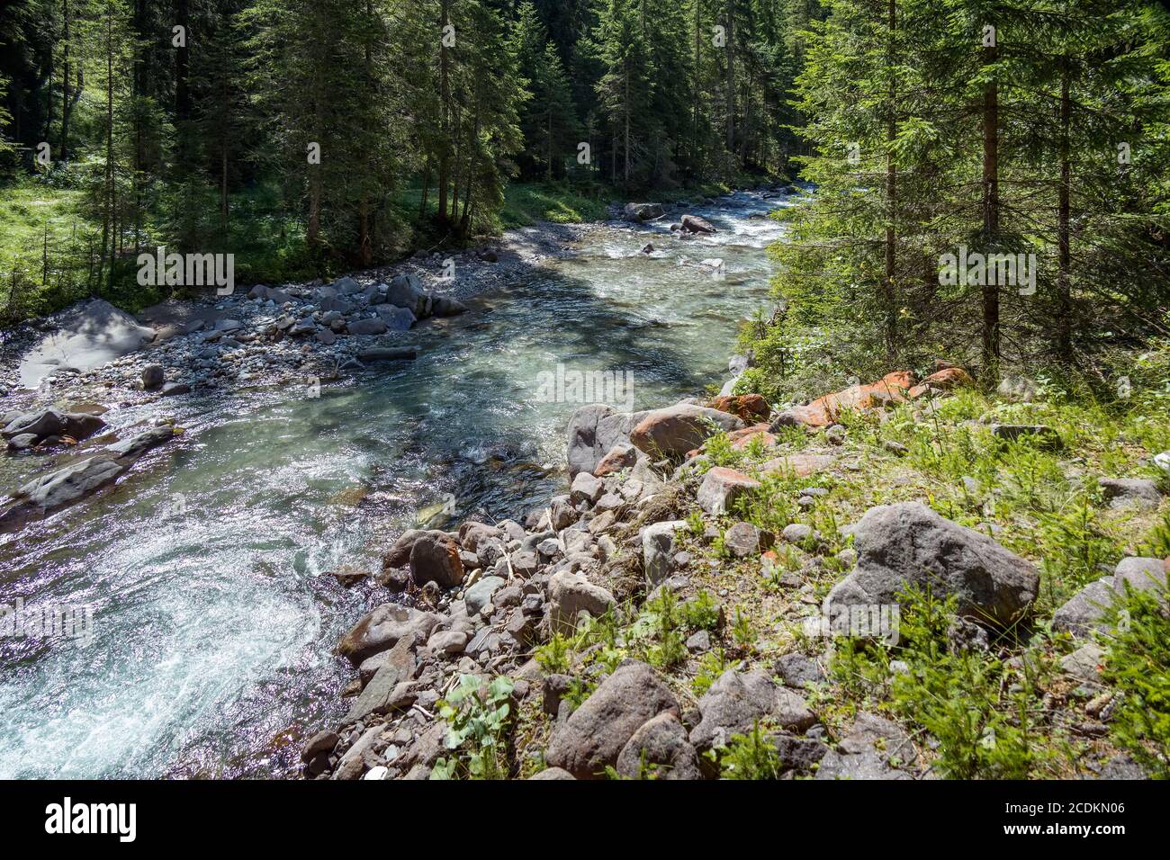 Vista sul fiume o sul torrente nel Parco Naturale del Paneveggio pale di San Martino in Tonadico, Trentino, Italia Foto Stock