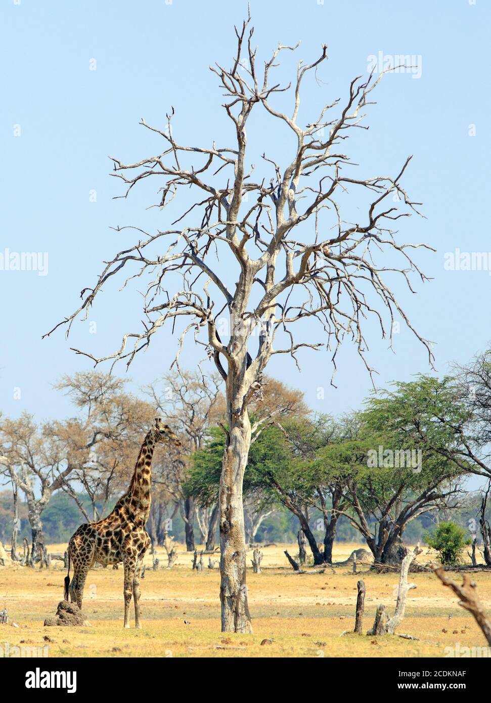 Giraffe comune (Giraffa Camelopardalis) in piedi accanto ad un albero di legno morto nudo sul Pianure africane in Sud Luangwa Zambia Foto Stock