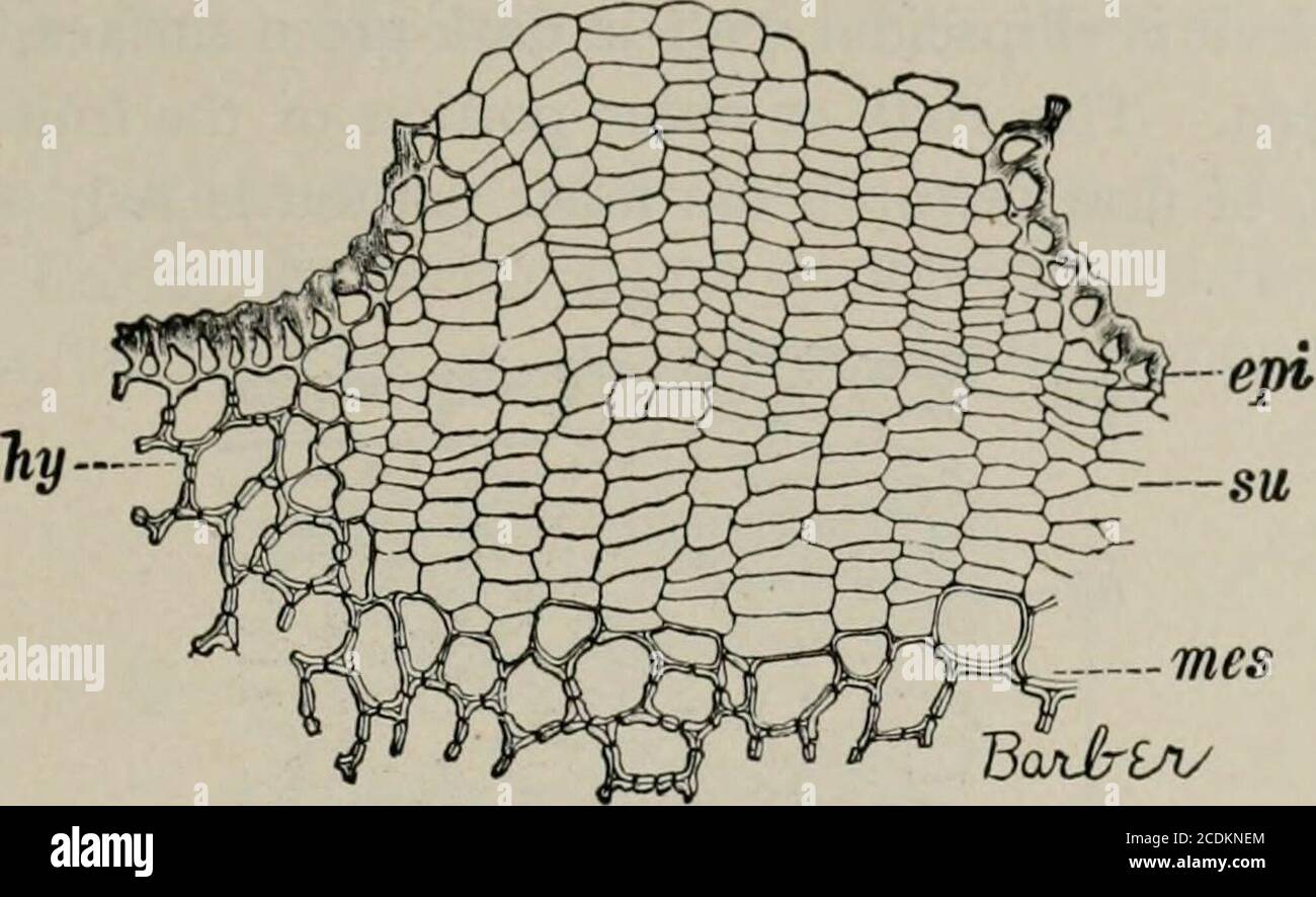 . La microscopia degli alimenti vegetali, con particolare riferimento al rilevamento dell'adulterazione e alla diagnosi delle miscele. TSoAJtJL. Fig. 3ii&lt;f. Muskmelon iCuciimis Melo). Pericarp in vista superficiale, epi epicarp con thair e 5/0 stoma; Z/^ipoderm. X160. (Barbiere.) 3. Mesocarpo (mes). I fasci e i tubi in lattice sono sparsi attraverso una massa di parenchima sciolto. Spermodenn (Fig. 311^). i. L'epidermide di Palisade (ep) è rinforzato da aste sottili senza rami evidenti, 2. Strato di subepidermal {sub). Cellule con pareti ispessite formanti strati, 3. Sclerenchyma (scl). Le cellule sono larg Foto Stock