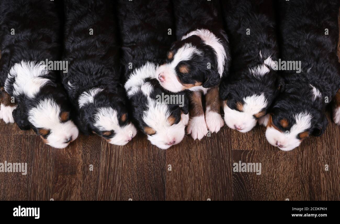 F1 Tri-colored Puppies Bernedoodle in miniatura che dormono in fila un pavimento di legno duro Foto Stock