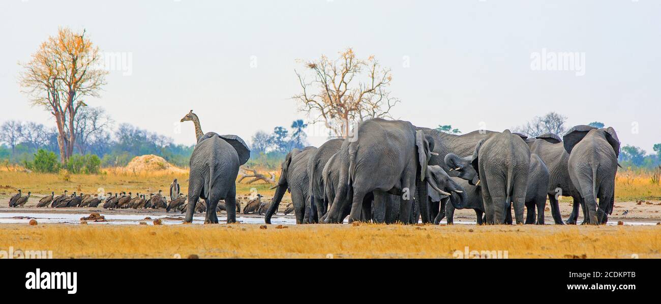 Vista panoramica di una vivace e trafficata buca d'acqua nel Parco Nazionale di Hwange. Ci sono un grande gregge di elefanti e una giraffa sullo sfondo, lungo W. Foto Stock