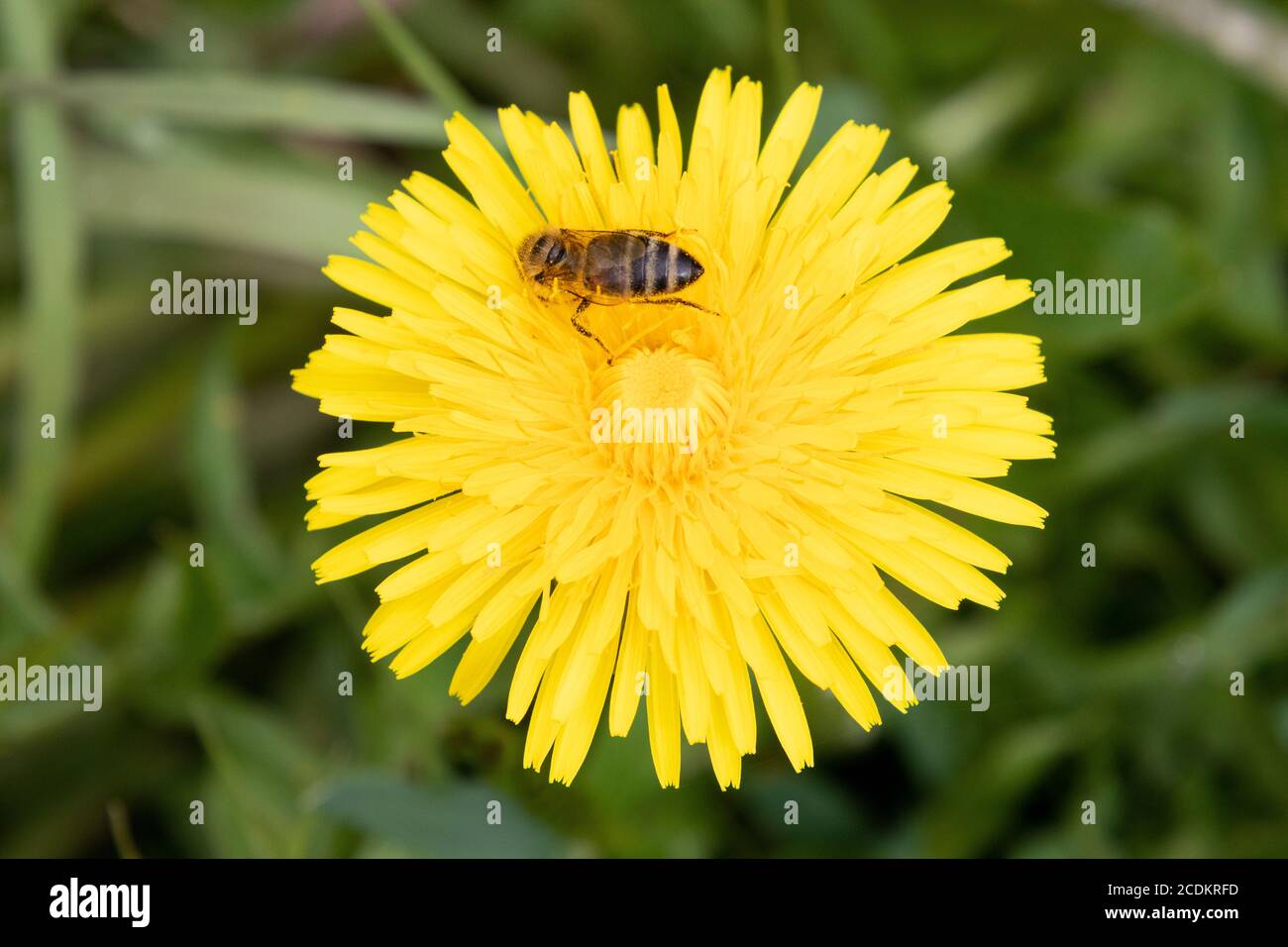 Una ape Pollinates un fiore giallo brillante del dente di leone a Stroud Preserve, contea di Chester, Pennsylvania, Stati Uniti Foto Stock