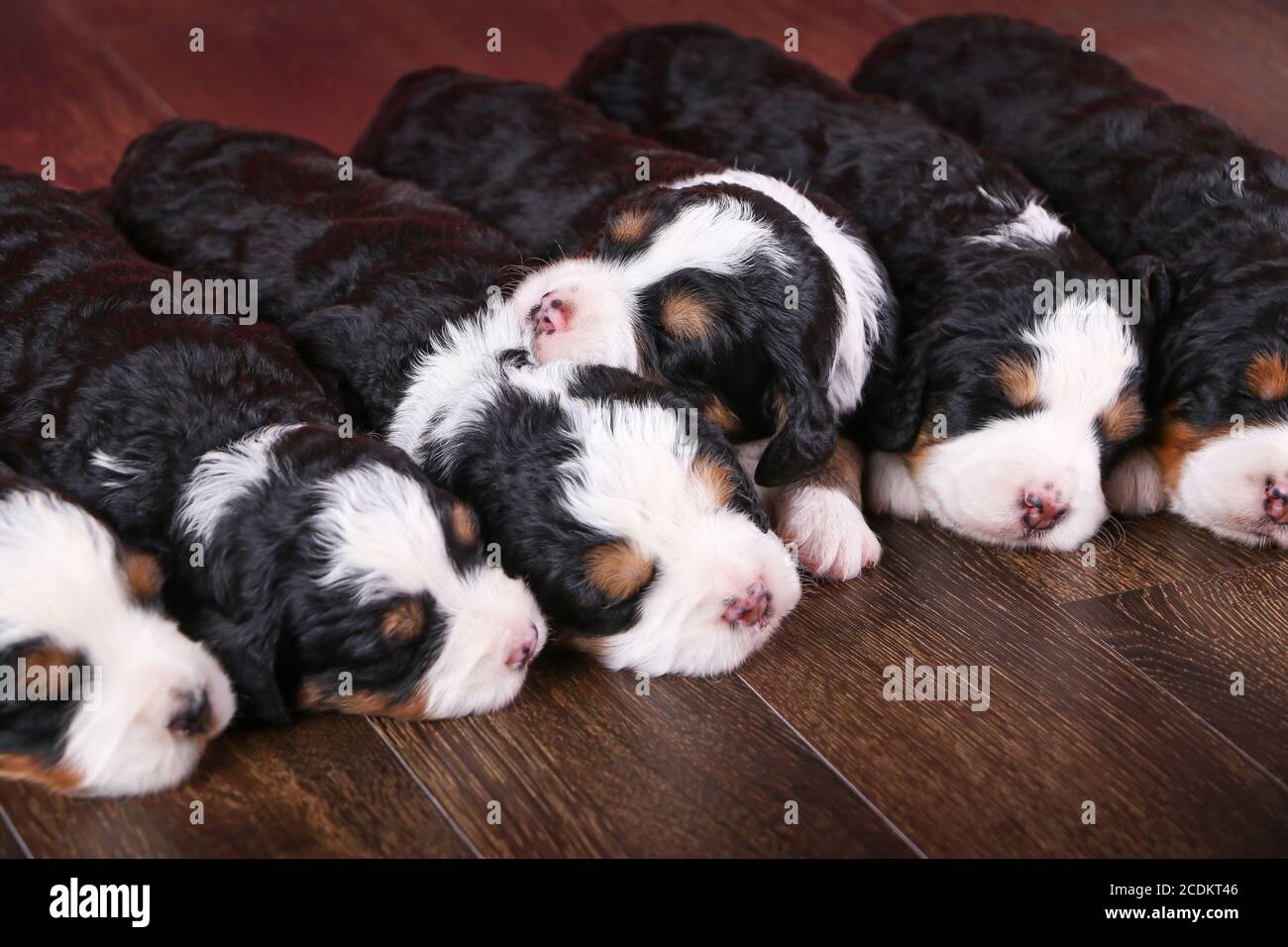 F1 Tri-colored Puppies Bernedoodle in miniatura che dormono in fila un pavimento di legno duro Foto Stock