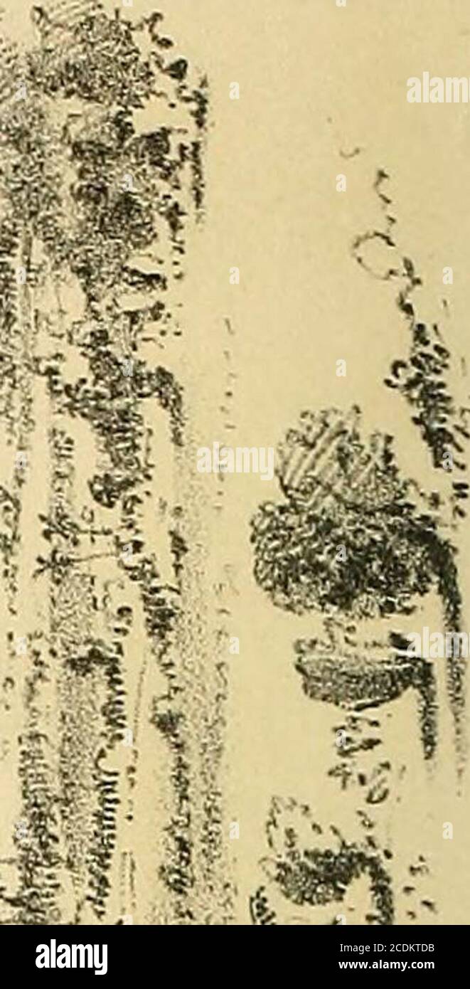 . Note sull'America Centrale : in particolare gli stati dell'Honduras e di San Salvador : la loro geografia, topografia, clima, popolazione, risorse, produzioni, ecc., e la proposta ferrovia interoceanica dell'Honduras . Itarose dalla pianura, vicino alla grande massa dell'estintvulcano di Santa Anna, nel 1770, e copre ciò che wasthen un bel bestiame hacienda o tenuta. Circa il closeof 1769 gli abitanti di questa tenuta erano allarmati rumori subterranei e shock di terremoti, che continuarono ad aumentare in intensità e intensità fino al ventitreesimo di febbraio seguente, quando la terra aprì a. Foto Stock