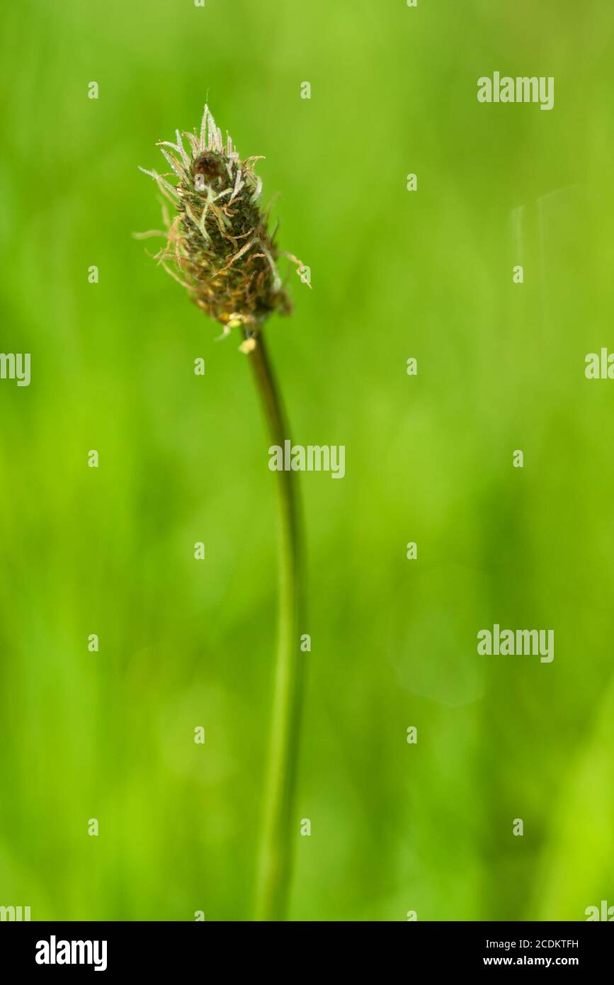 Mangiabile erbe selvatiche Foto Stock