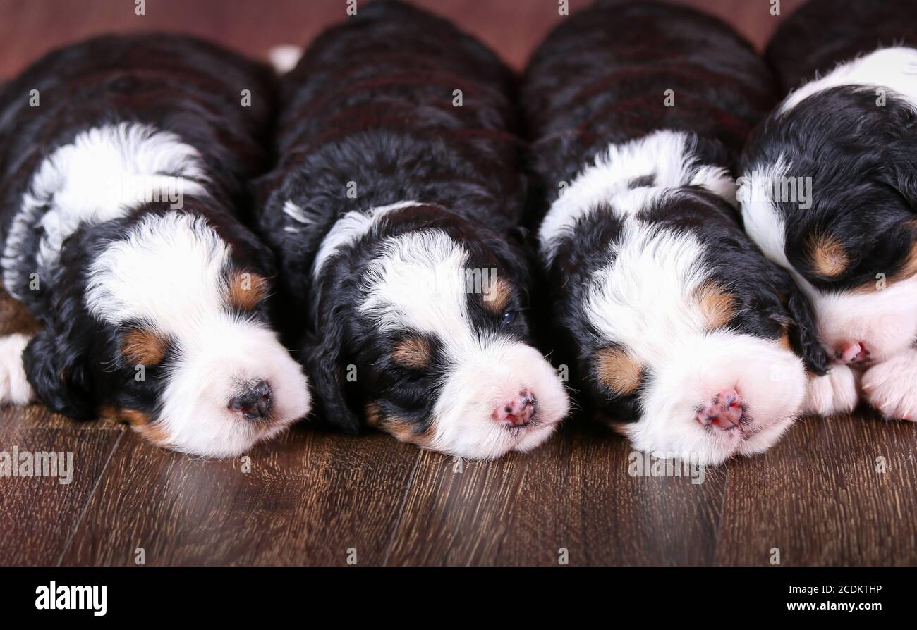 F1 Tri-colored Puppies Bernedoodle in miniatura che dormono in fila un pavimento di legno duro Foto Stock