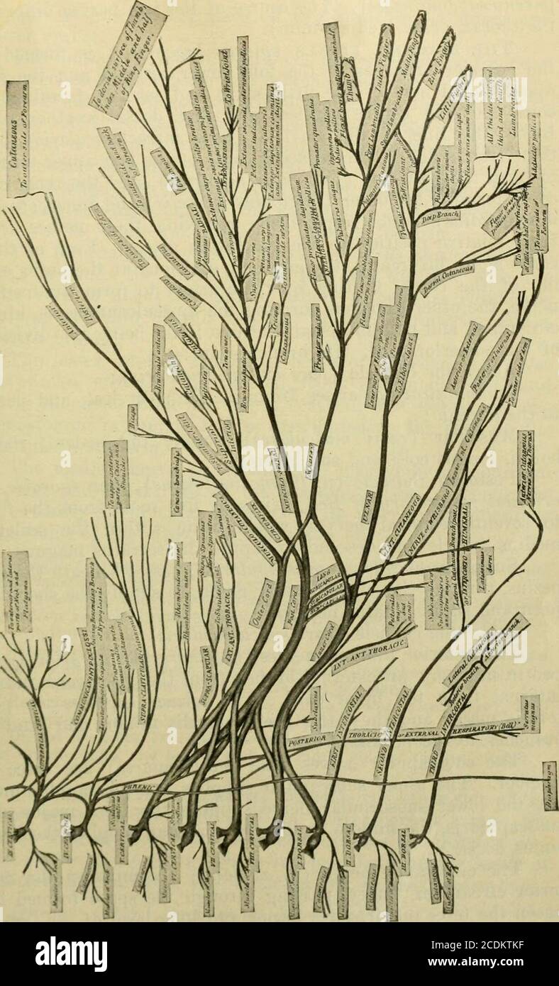 . Manuale di anatomia; essendo un compend completo di anatomia, compresa l'anatomia dei visceri un capitolo sull'anatomia dentale, numerose tabelle, e incorporando la nuova nomenclatura adottata dalla Società anatomica tedesca, generalmente designato la nomenclatura di Basilea o BNA . Fig. 120. Sezione del midollo spinale e delle membrane: 1, dura mater; 2, membrana arach-noide; 3, ganglio sulla radice posteriore; 4, radice anteriore del nervo spinale; 5, 5, spazio subarachnoide; 6, ramo posteriore del nervo spinalnice; 7, ramo anteriore del nervo spinale. Poggia sul medius dello scaleno e sullo scapulmo dello levatore. Esso g Foto Stock