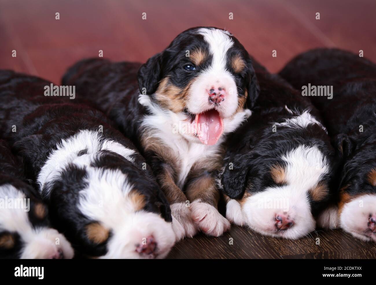 F1 Tri-colored Puppie in miniatura Bernedoodle giacenti in fila un pavimento di legno duro con un tendone Foto Stock