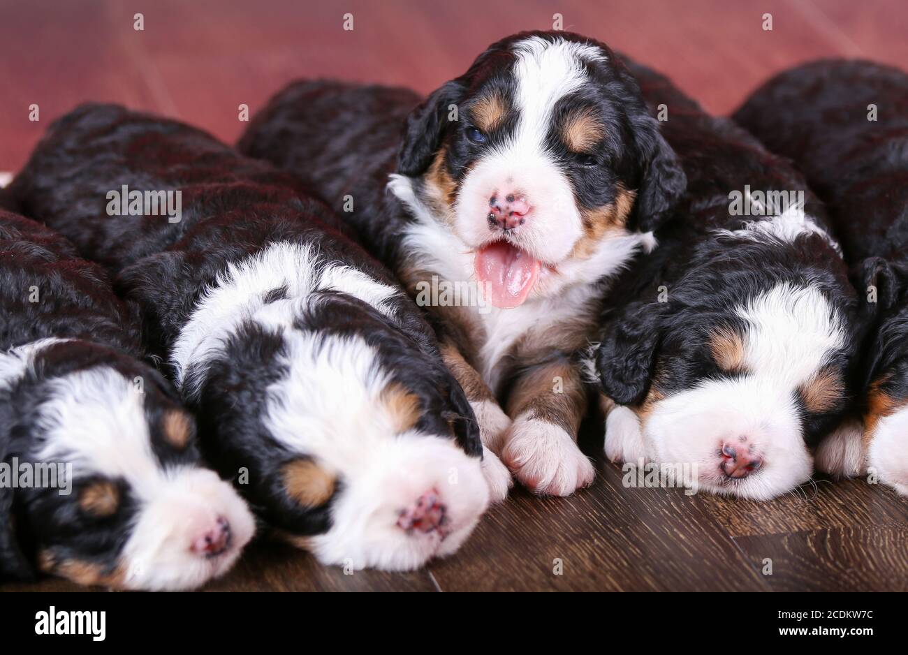 F1 Tri-colored Puppie in miniatura Bernedoodle giacenti in fila un pavimento di legno duro con un tendone Foto Stock