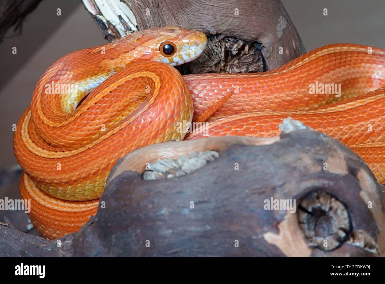 Forte cattura la luce negli occhi del serpente di mais arancione. Arrotolato attorno ad un ramo spesso, con la coda che si inarcava. Le scale e la pelle si illuminano in una luce soffusa. Foto Stock