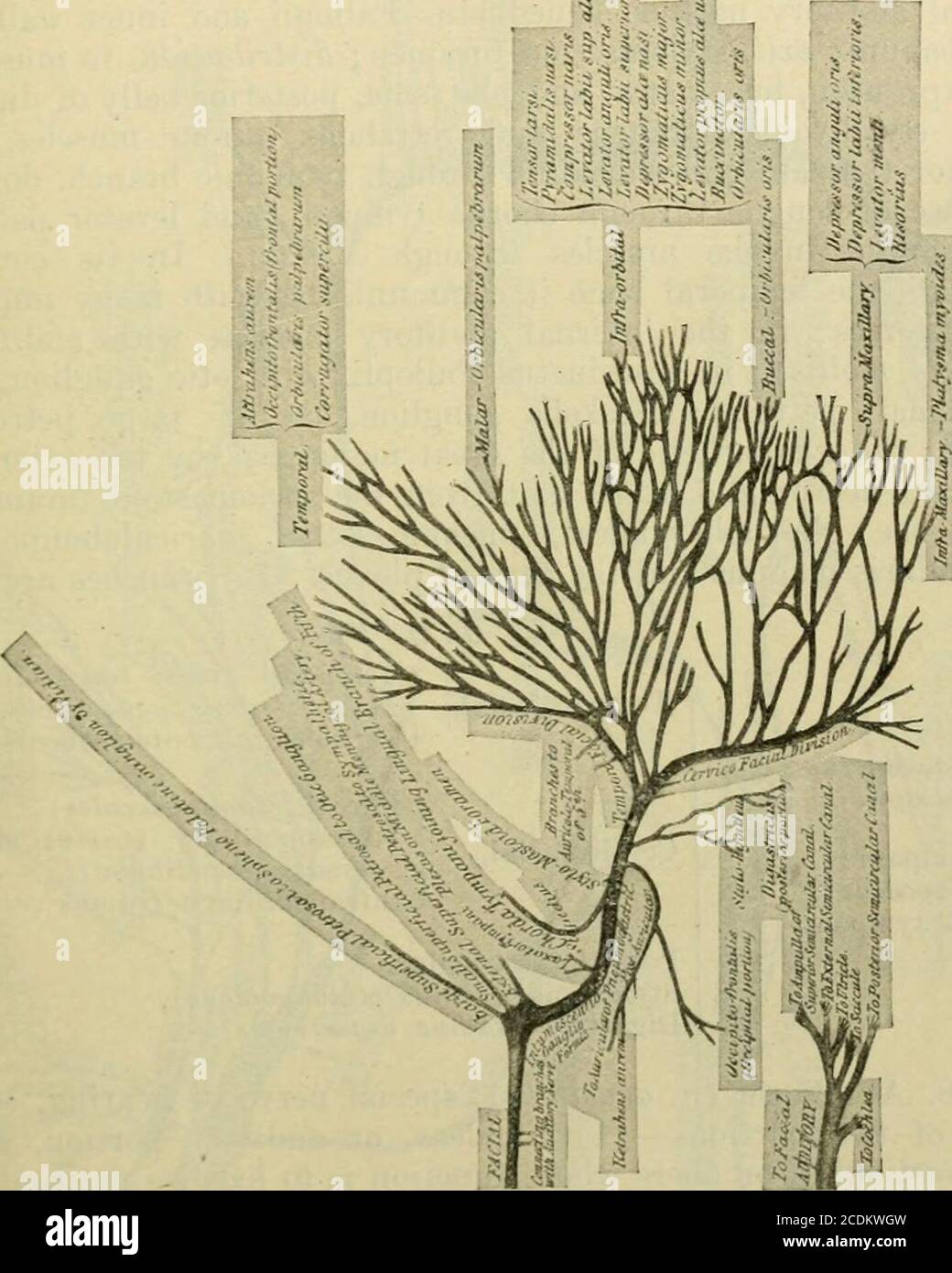 . Manuale di anatomia; essendo un compend completo di anatomia, compreso l'anatomia dei visceri un capitolo sull'anatomia dentale, tabelle numerose, E incorporando la nuova nomenclatura adottata dalla Società anatomica tedesca, generalmente denominata nomenclatura di Basilea o BNA . l (n. auriculotem-poral ), inferiore dentale (n. alveolaris in-ferior ), linguale (n. lingualis). Porzione anteriore.Masseterico (n. mussettericus),temporale profondo (nn. Temporales profundi) (2),buccale (n. buccinatorius),pterigoide (n. pterigoideus exter- nus), il quinto nervo ha quattro ganglia ad esso collegate:-(a) oftalmica, o Foto Stock