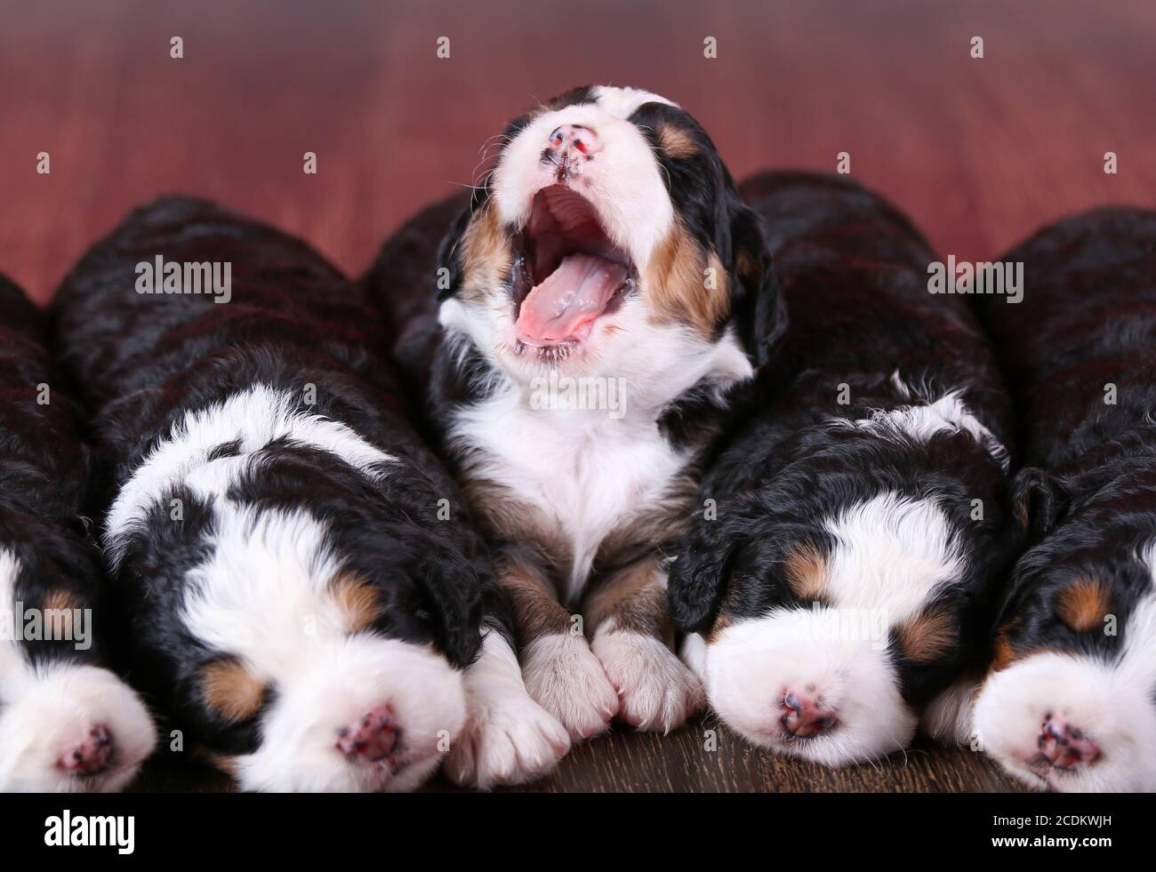 F1 Tri-colored Puppie in miniatura Bernedoodle giacenti in fila un pavimento di legno duro con un tendone Foto Stock