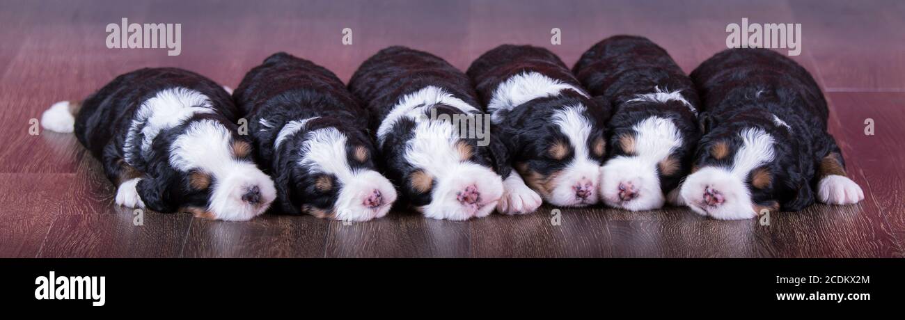 F1 Tri-colored Puppies Bernedoodle in miniatura che dormono in fila un pavimento di legno duro Foto Stock