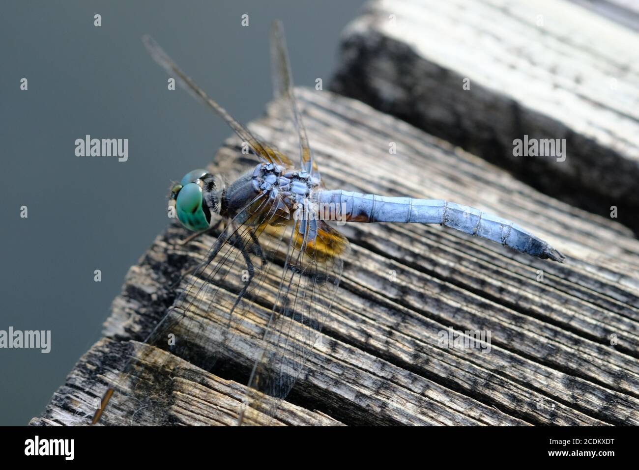 dasher (Pachypdipax longipennis) skimmer dragonfly che riposa sulla passerella del lago Dow, Ottawa, Ontario, Canada. Foto Stock