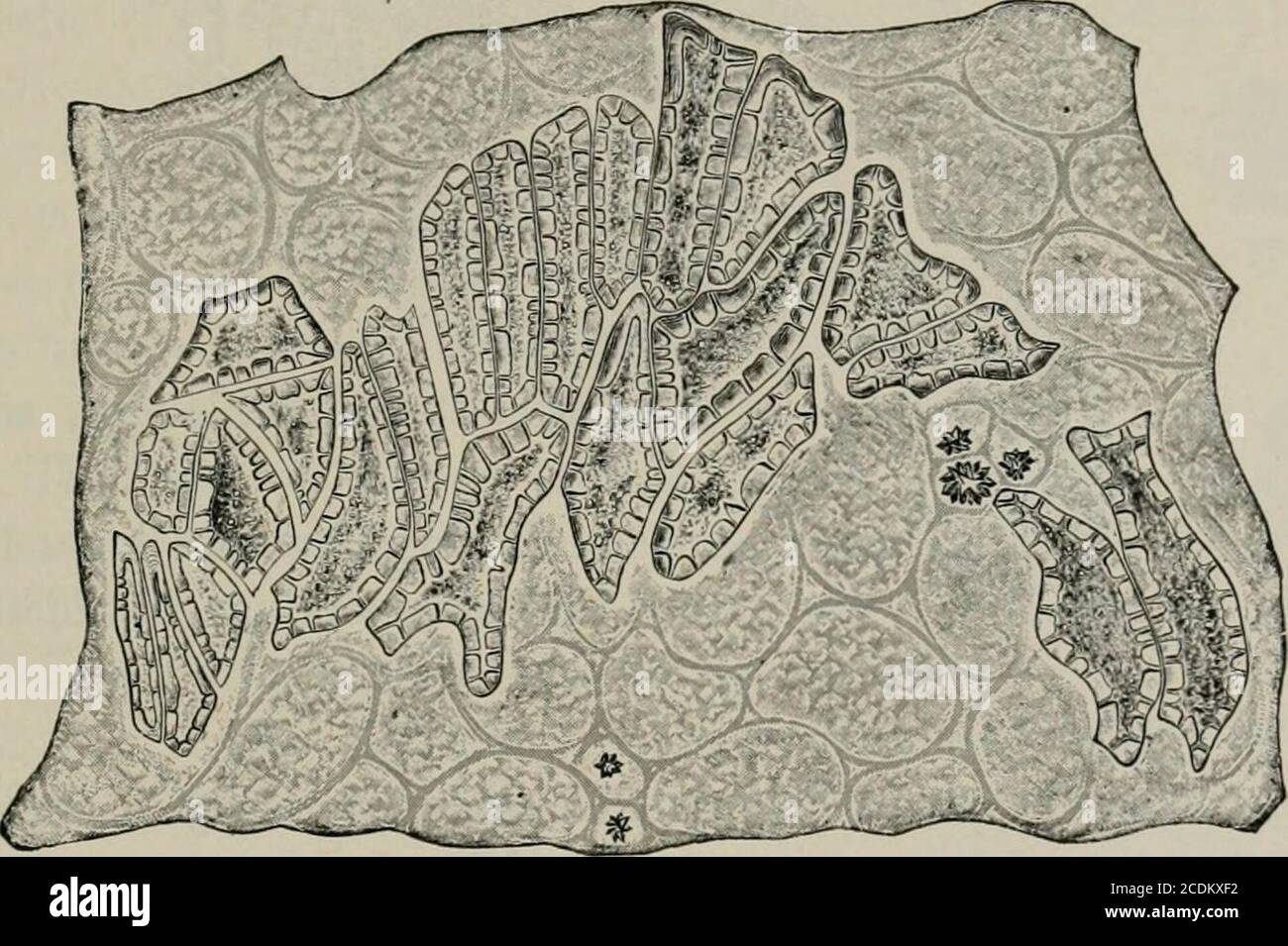 . La microscopia degli alimenti vegetali, con particolare riferimento al rilevamento dell'adulterazione e alla diagnosi delle miscele. , che assomigliano ulteriormente nel sapore, struttura interna del butin i due frutti hanno poco in comune. Il tessuto di denseendocarj) del mirtillo è rappresentato in tlie blueberr)- bya {hx e .soft, sebbene j)artially .sclerinchymalizcd, ti.ssue; furturmon , MIRTILLO. 371 i loculi del frutto precedente contengono solo un seme, mentre nell'allevamento sono più semi. D'altra parte, il mirtillo e la bacca di cran, anche se sorprendentemente differente nel colore e nella falla Foto Stock