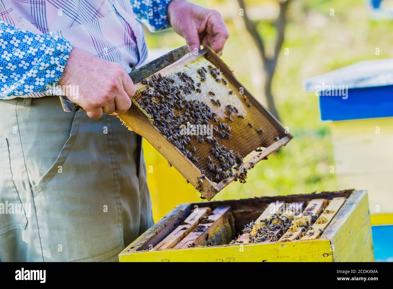 Apicoltore alveare di controllo Foto Stock