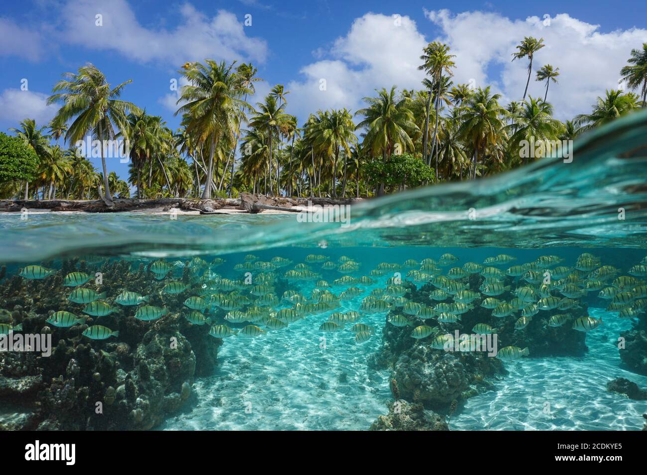 Mare tropicale, scuola di pesci sott'acqua e palme da cocco sulla riva, vista split sopra l'acqua, Polinesia francese, oceano Pacifico Foto Stock