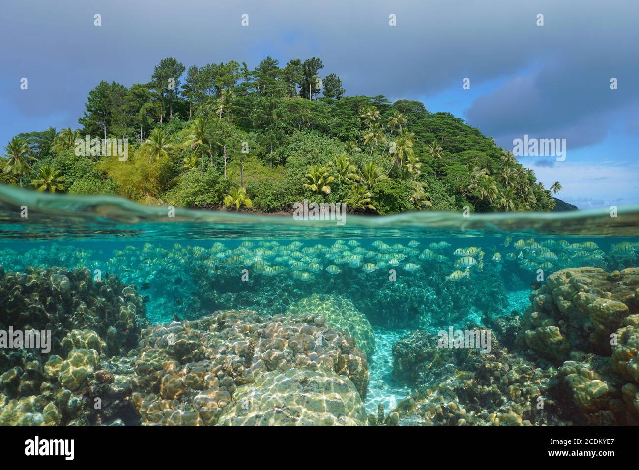 Mare tropicale, pesci con barriera corallina sott'acqua e isola lussureggiante, vista separata sopra-sotto la superficie dell'acqua, Polinesia Francese, Oceano Pacifico, Huahine Foto Stock