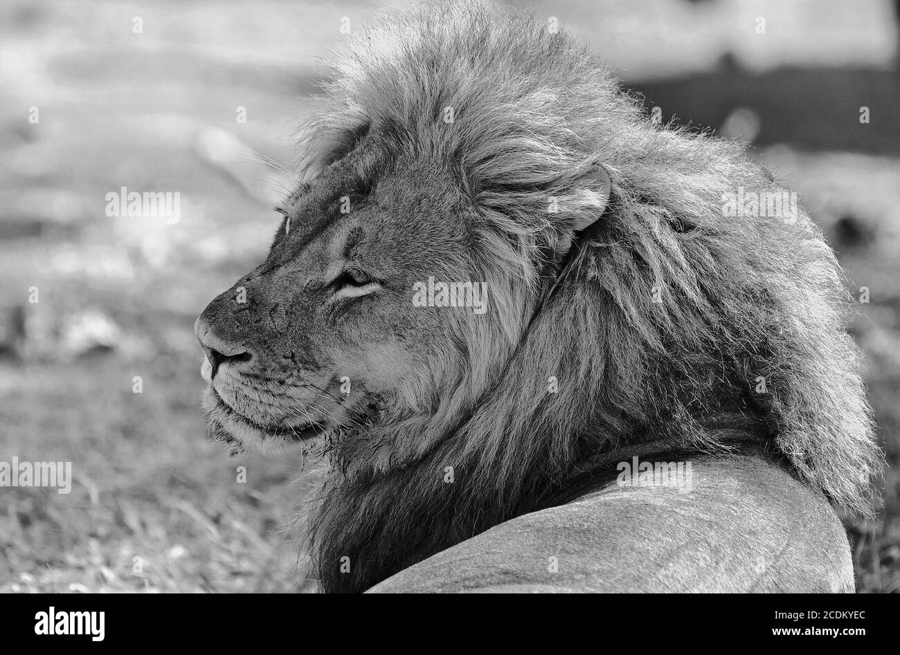Profilo laterale di un bel Leone maschio con una manna dorata che riposa sulla Savannah africana nel Parco Nazionale di Hwange, Zimbabwe Foto Stock