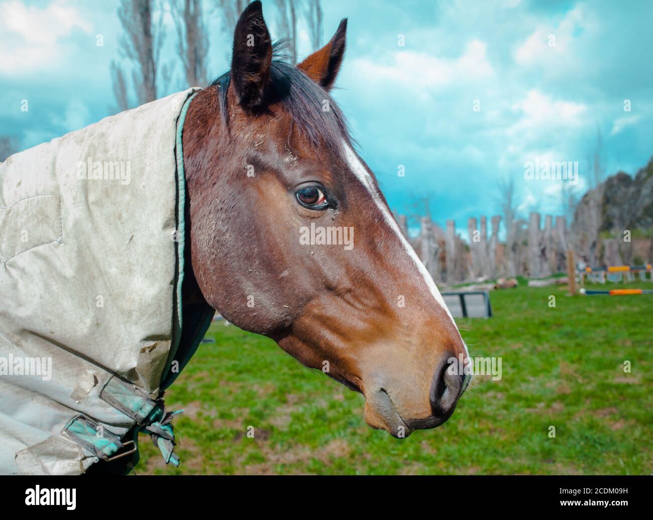 Campagna neozelandese, iconiche scene kiwi: Cavalli con i loro cappotti invernali (per proteggerli dalle notti gelide). Foto Stock