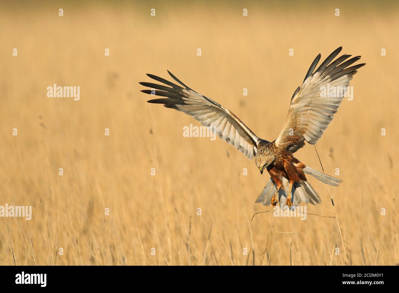 Western Marsh Harrier (Circus aeruginosus), atterraggio maschile con nidificazione materiale al nestl, vista frontale, Paesi Bassi, Lauwersmeer National Park Foto Stock