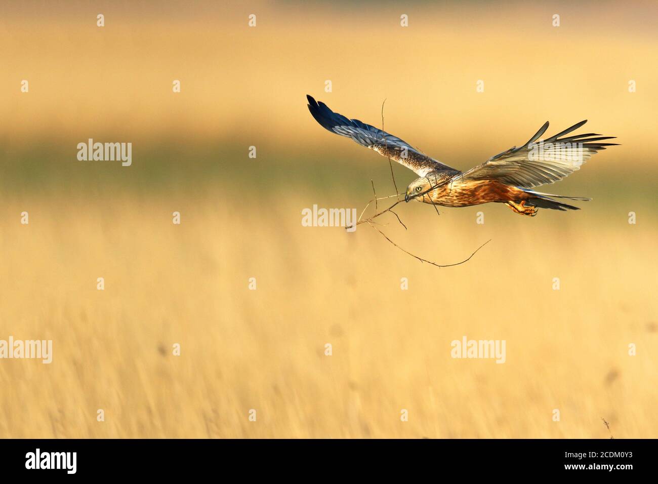 Western Marsh Harrier (Circus aeruginosus), maschio volante con nidificazione materiale in fattura, vista laterale, Paesi Bassi, Lauwersmeer National Park Foto Stock