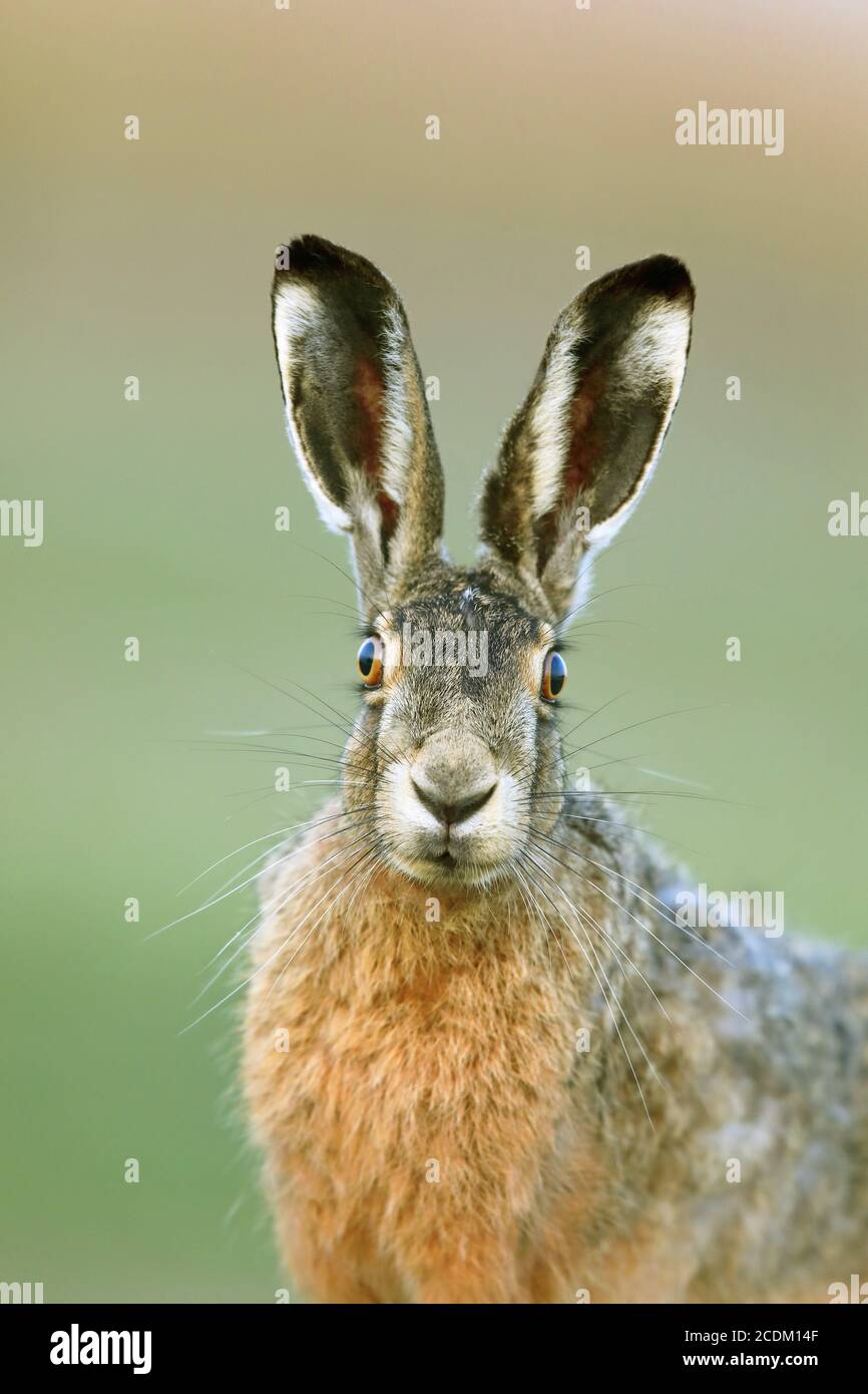 Lepre europeo, lepre marrone (Lepus europaeus), ritratto, guardando verso la fotocamera, Paesi Bassi, Parco Nazionale di Lauwersmeer Foto Stock