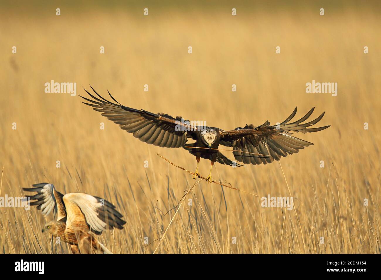 Western Marsh Harrier (Circus aeruginosus), atterraggio femminile con nidificazione del materiale al nido, decollo maschile, Paesi Bassi, Parco Nazionale di Lauwersmeer Foto Stock