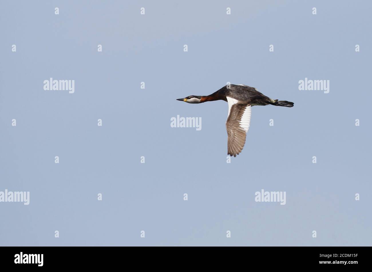 Grebe dal collo rosso (Podiceps grisegena), Adulto in piumaggio riproduttivo, in volo, Danimarca Foto Stock