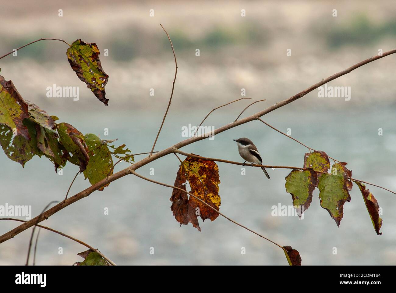 Bar-alato gamberi flycatcher (Hemipus picatus), femmina che perching su un ramoscello con un ampio fiume sullo sfondo, vista laterale, India Foto Stock