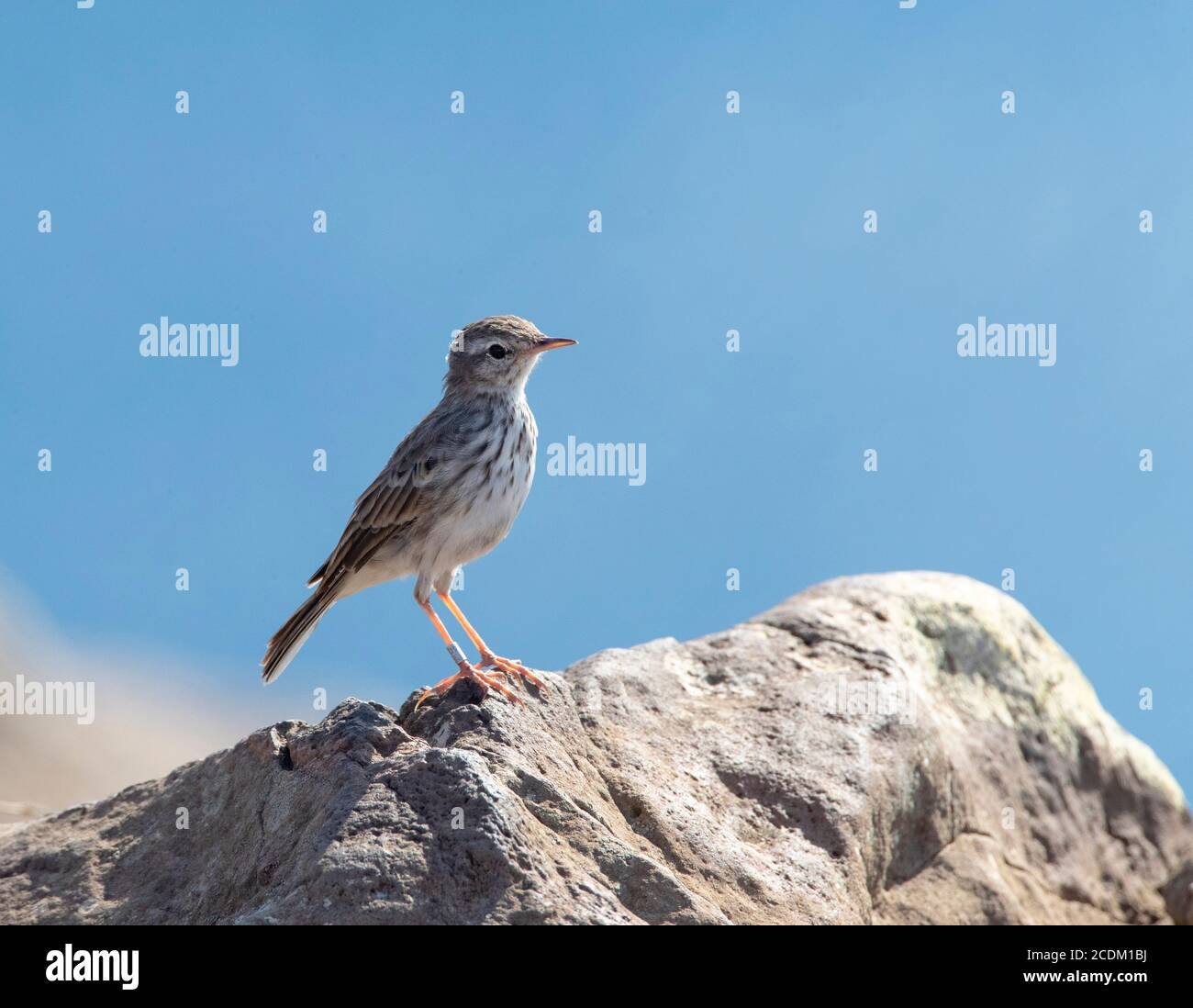 Pitpit canario, Pipit di Berthelot (Anthus berthelotii), che perzola su una roccia, vista laterale, Madera Foto Stock