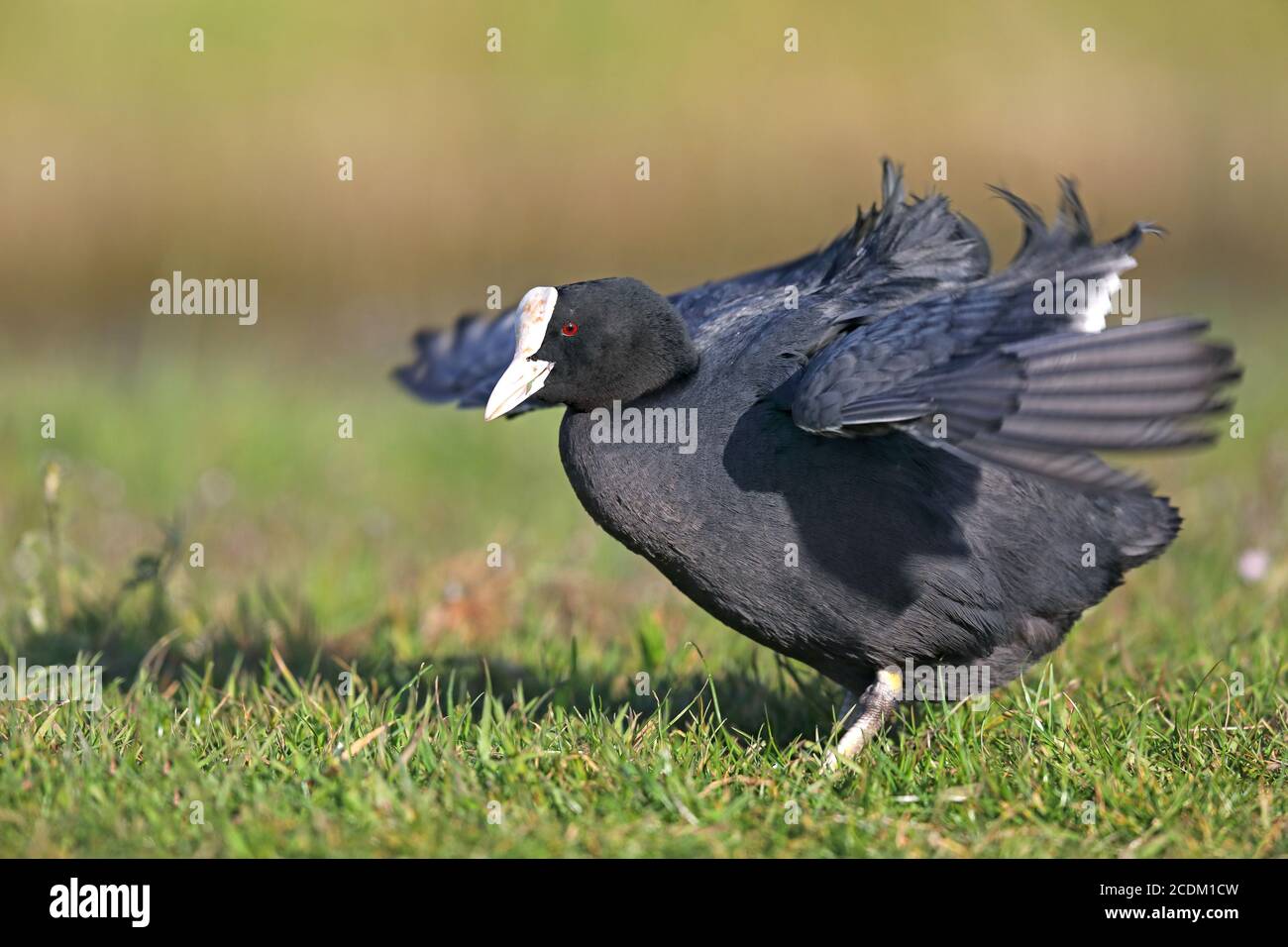 Piede nero (Fulica atra), sta flapping ali in un prato, vista laterale, Paesi Bassi, Frisia Foto Stock