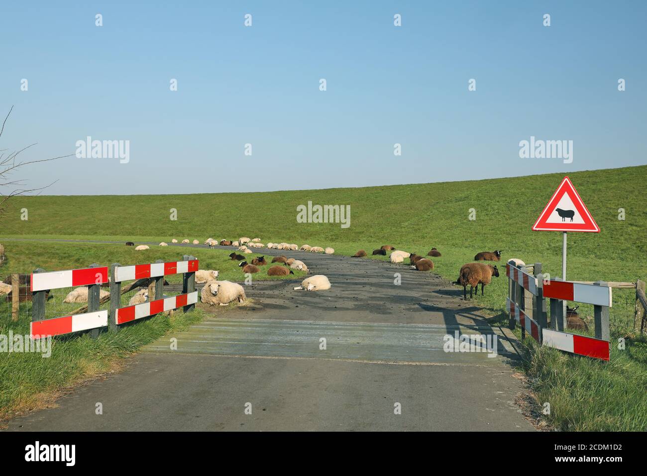 Pecore che si trovano sulla strada, presso un cartello di avvertimento 'attenzione alle pecore', Paesi Bassi, Paesi Bassi del Nord Foto Stock