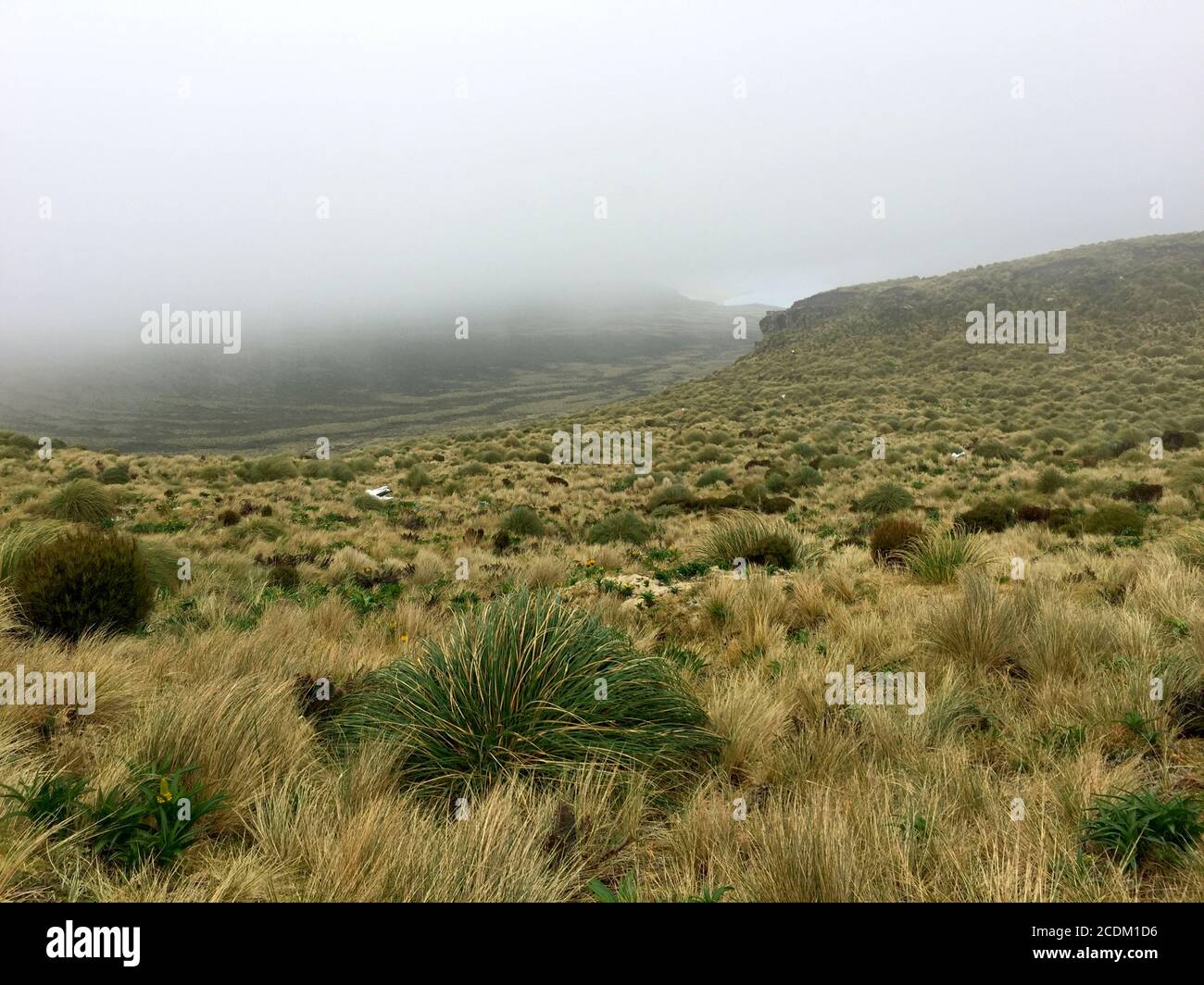 royal albatross (Diomedea epomophora), montagna piana sull'isola di Campbell, sito di riproduzione per gli albatrossi reali meridionali, Nuova Zelanda, Campbell Foto Stock