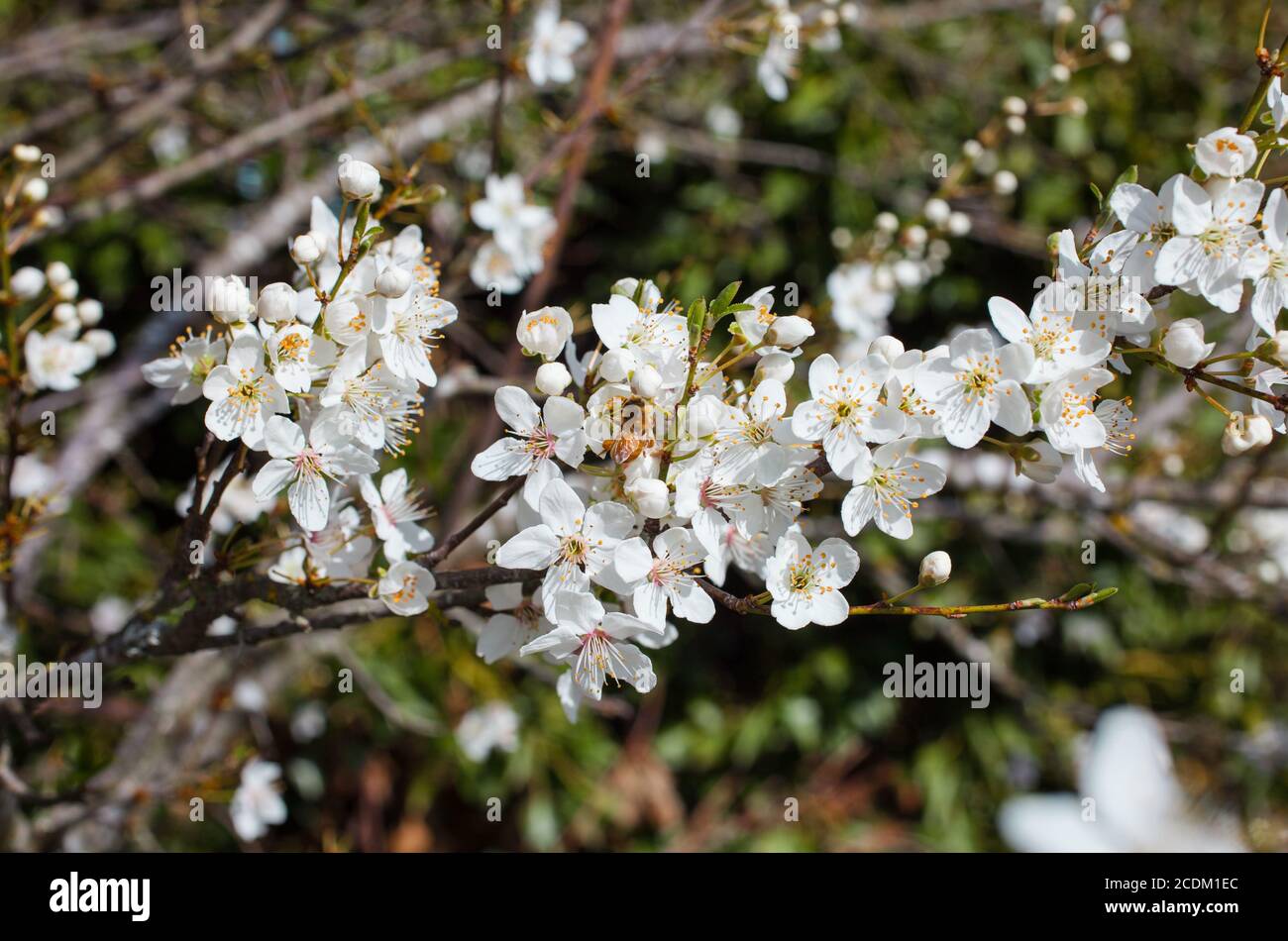 Campagna neozelandese, scene kiwi iconiche: Alberi di prugne che risplendono con i fiori di primavera. Foto Stock