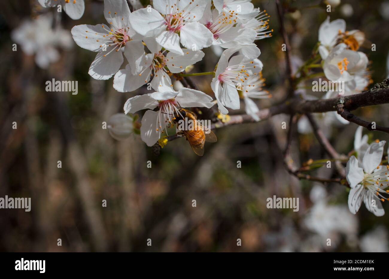 Campagna neozelandese, scene kiwi iconiche: Alberi di prugne che risplendono con i fiori di primavera. Foto Stock