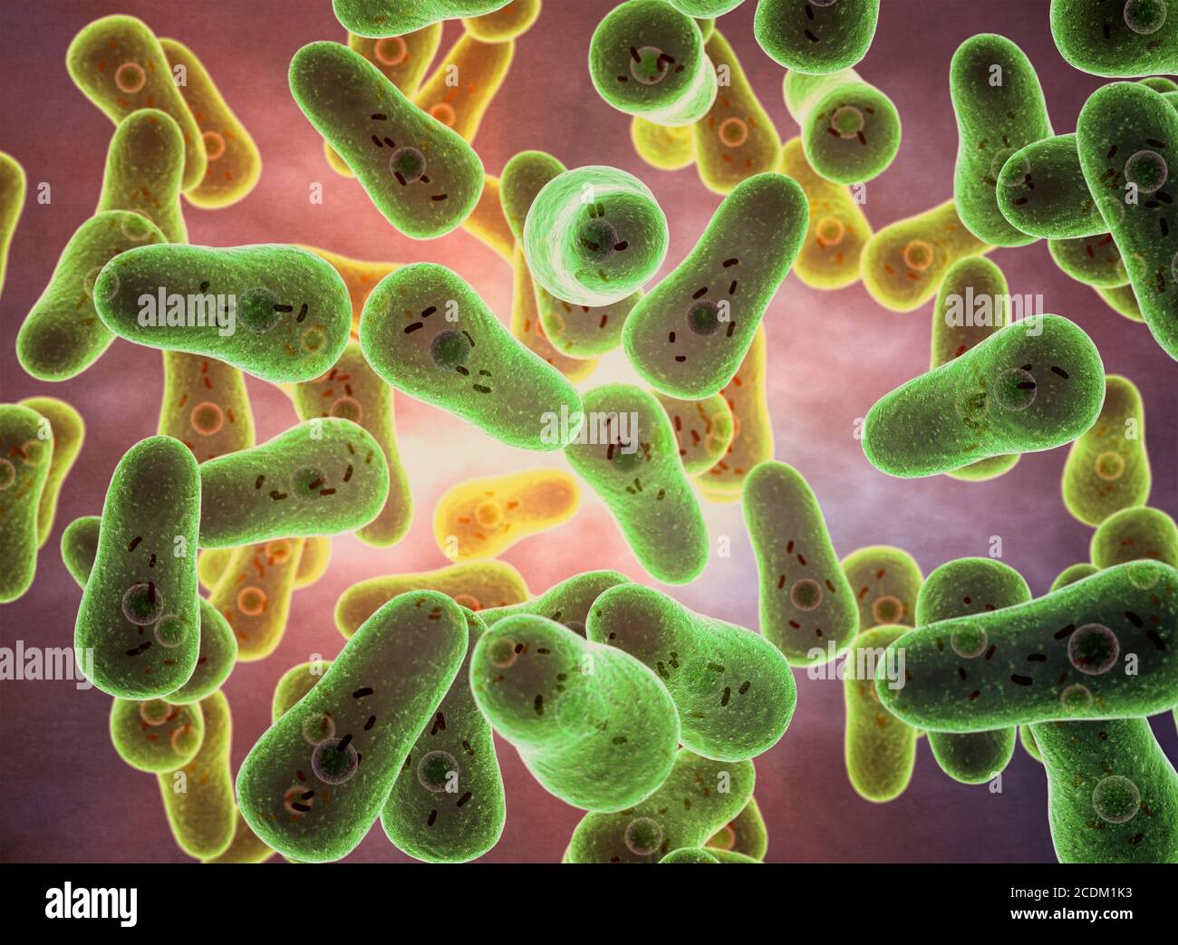 Illustrazione 3d dei batteri Coxiella burnetii. Questo batterio colpisce gli esseri umani e altri animali come bovini, ovini, caprini, gatti e cani. È la causa della febbre Q, una malattia febbrile altamente infettiva, simil-influenzale. Viene trasmesso all'uomo attraverso ovini, caprini e bovini, mediante inalazione di polvere contaminata o goccioline provenienti da fluidi corporei di animali infetti. Foto Stock