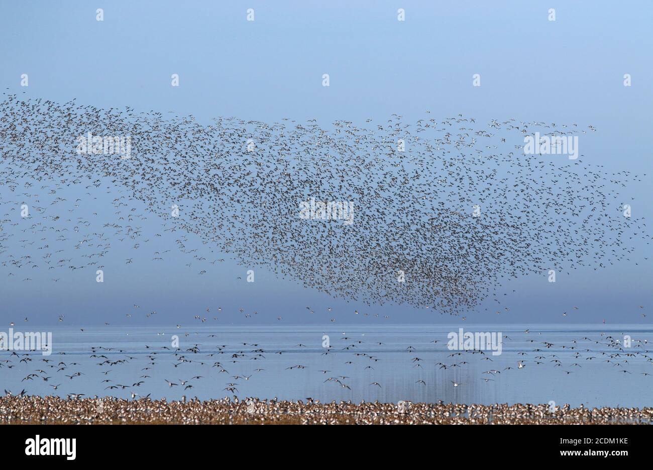 dunlin (Calidris alpina), grande flock di volo sopra l'appartamento di marea, Paesi Bassi, Frisia Foto Stock