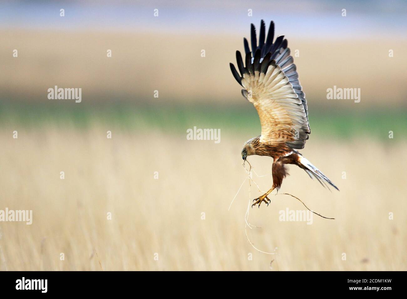Western Marsh Harrier (Circus aeruginosus), rivestimento maschile con nidificazione materiale nel disegno di legge al nido, vista laterale, Paesi Bassi, Lauwersmeer National Foto Stock