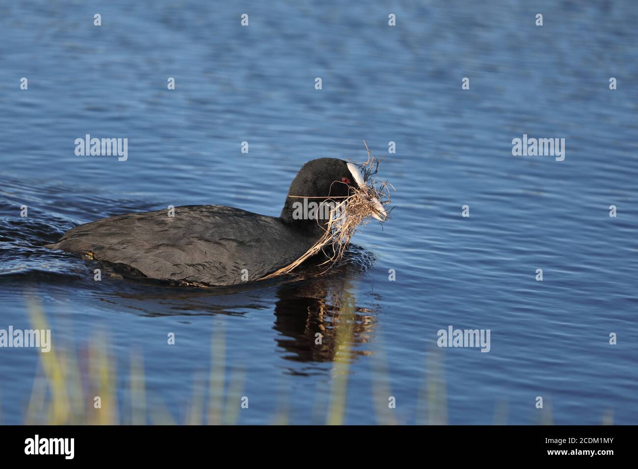 Piede nero (Fulica atra), nuoto con nidificazione materiale in fattura, vista laterale, Paesi Bassi, Frisia Foto Stock