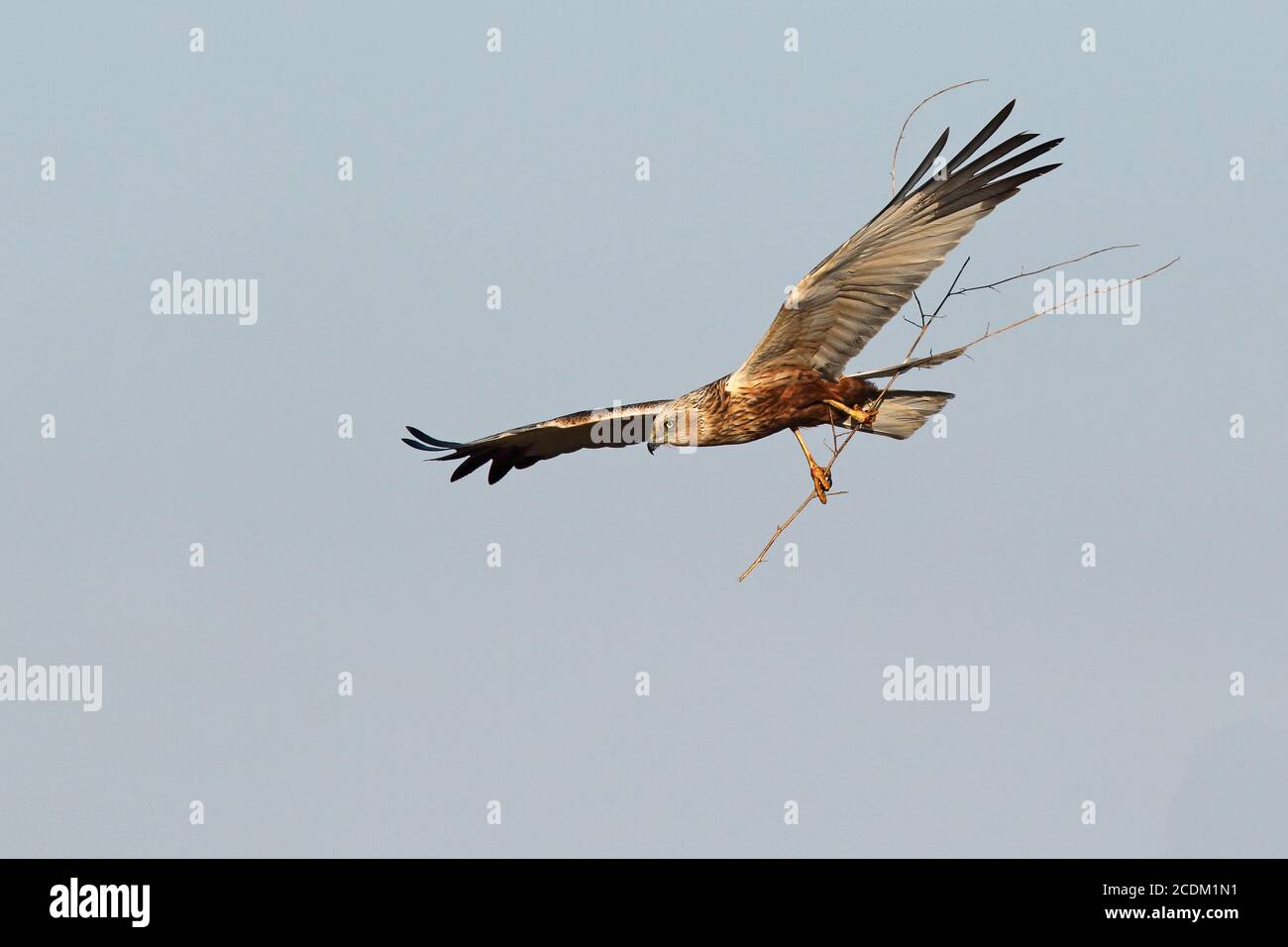 Western Marsh Harrier (Circus aeruginosus), maschio volante con nidificazione materiale nelle frizioni, Paesi Bassi, Lauwersmeer National Park Foto Stock